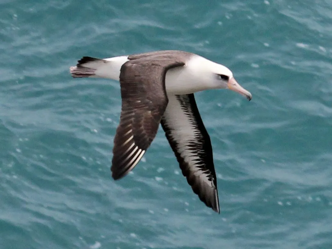 a Laysan albatross