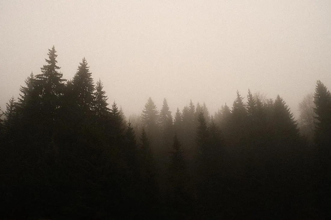 a towering old-growth conifer forest in misty mountains