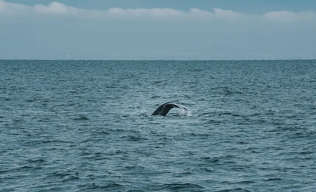 a bowhead whale