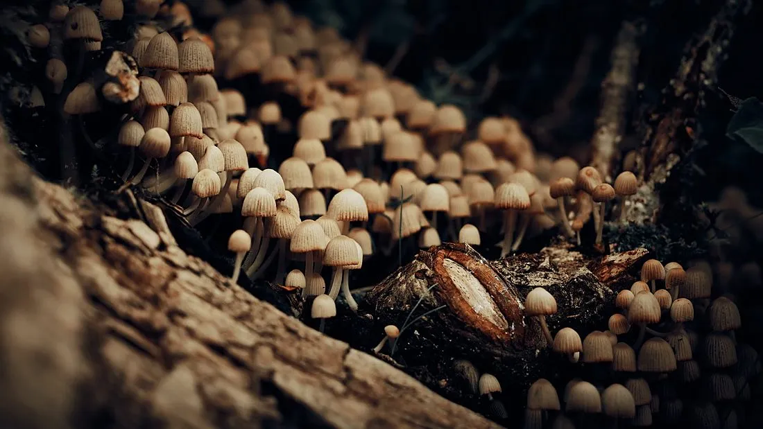 psilocybin mushrooms growing