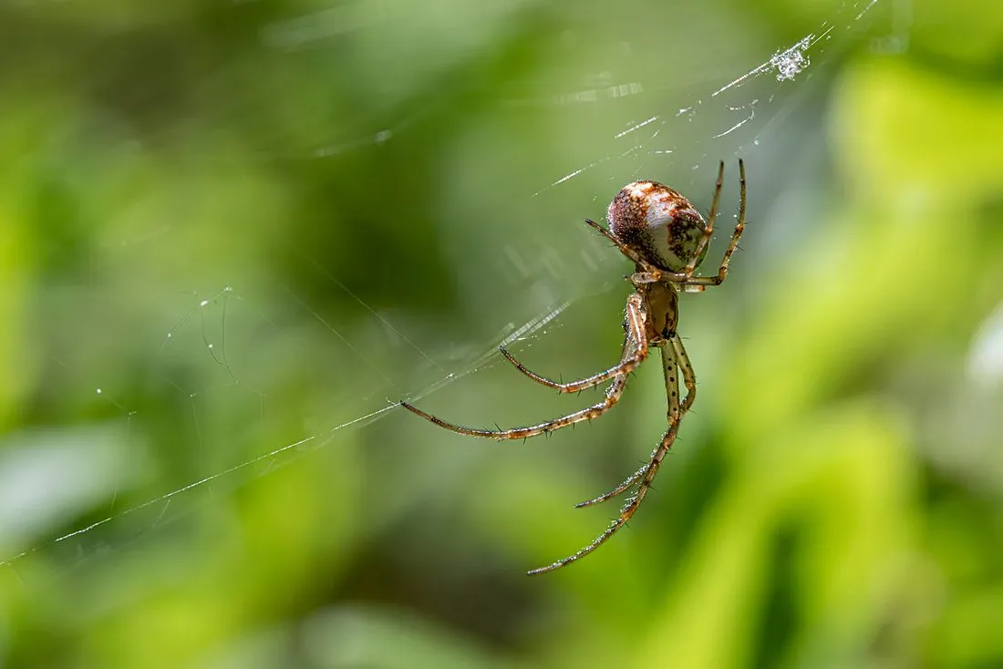 an orb-weaver spider on its web