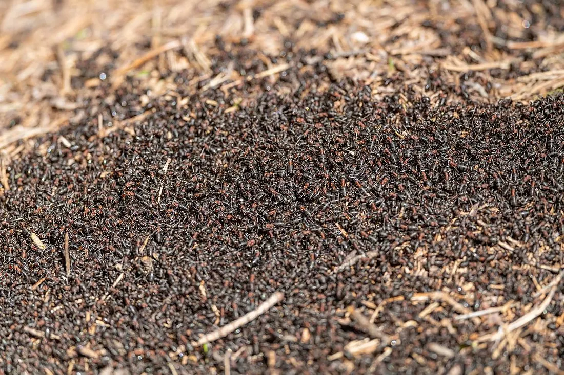 ants tending larvae inside their nest