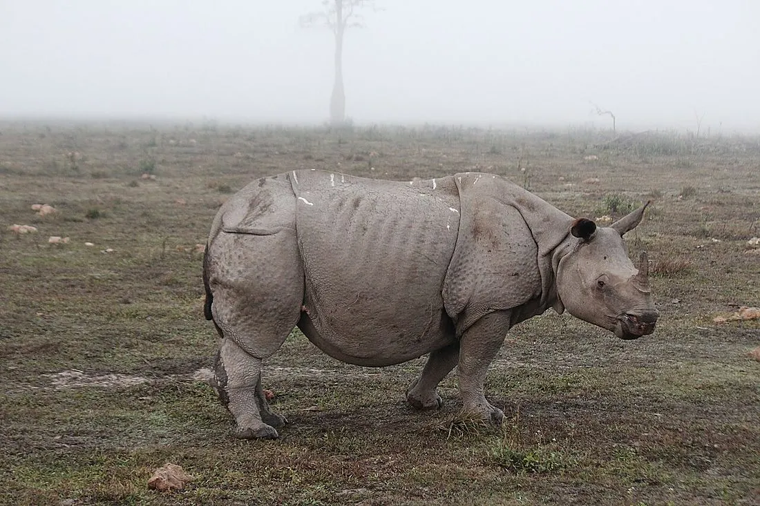 a greater one-horned rhinoceros in Kaziranga National Park