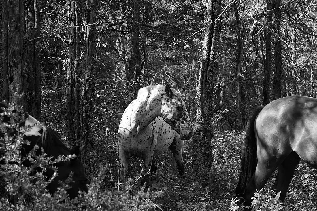 Milo the blind Appaloosa dressage horse
