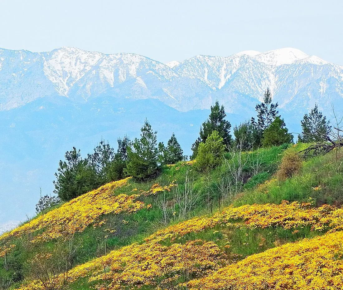 California poppies blooming on a hillside