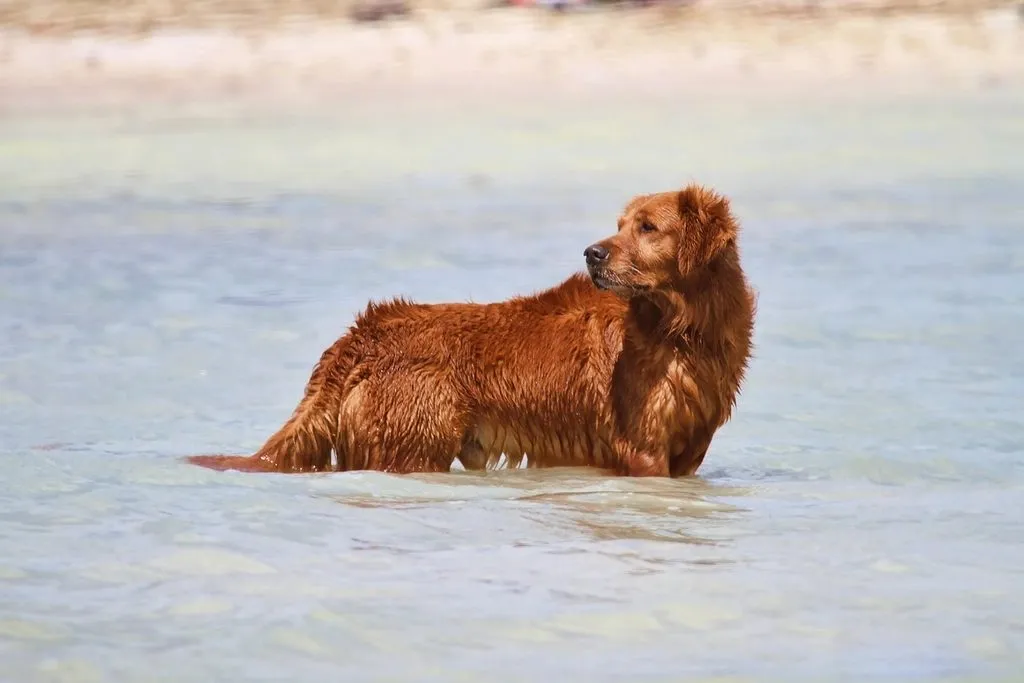 a friendly golden retriever with puppies