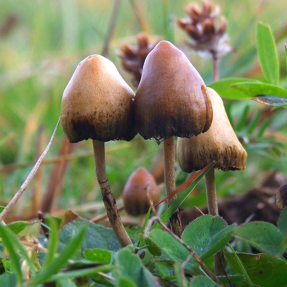 psilocybin mushrooms