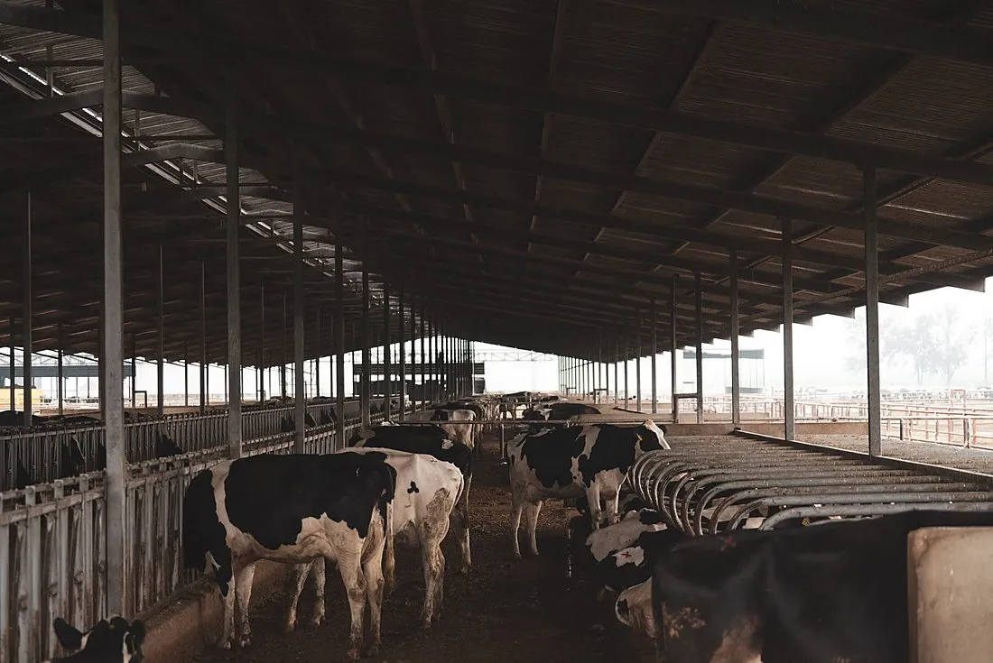 a child playing near cows in a barn on a dairy farm