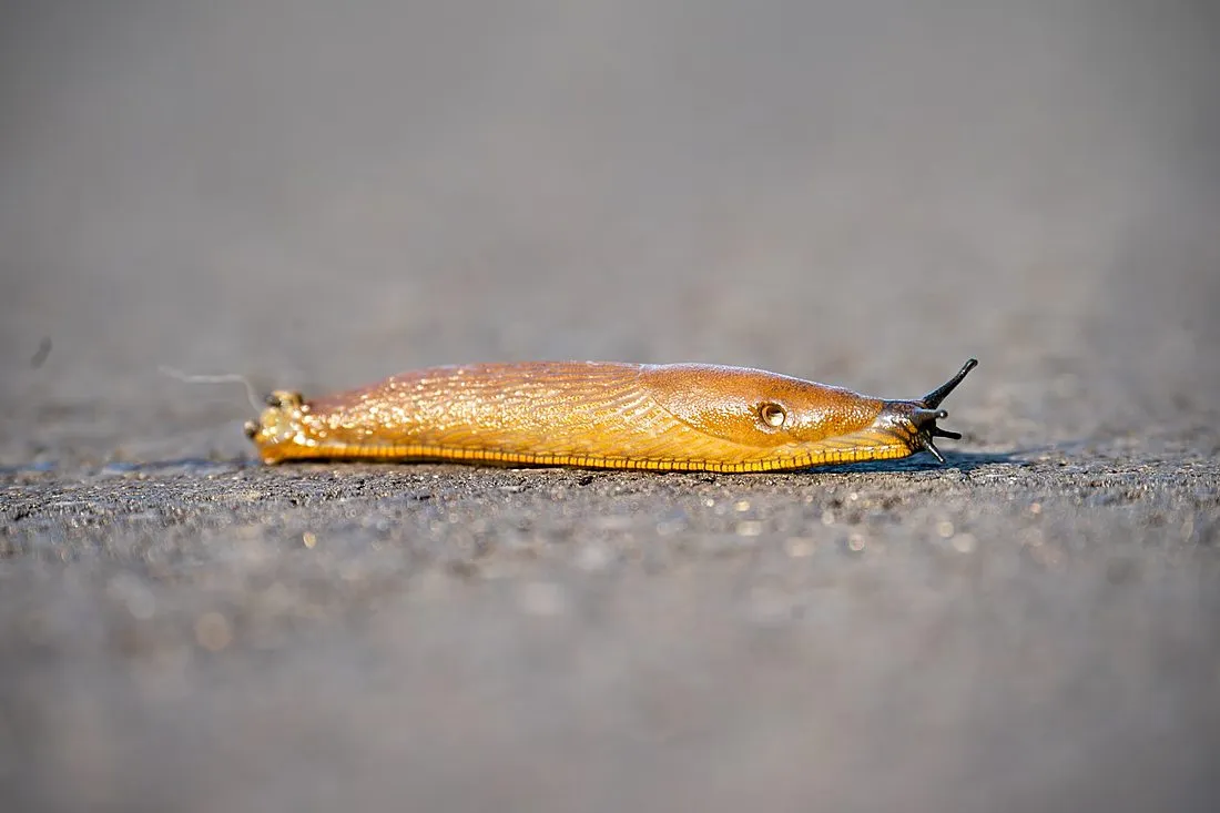 a planarian flatworm