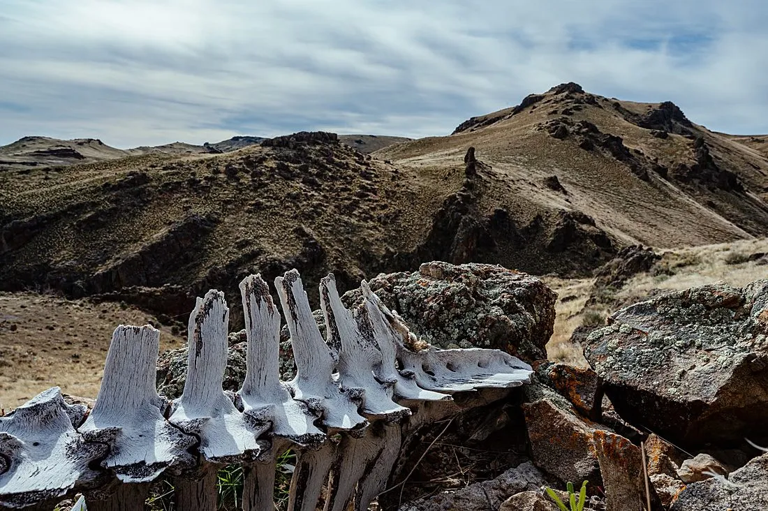 a paleontologist excavating ancient fossils in a remote Arctic tundra landscape