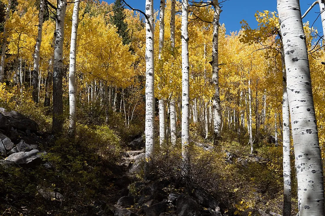 a stand of aspen trees with white bark and gold leaves