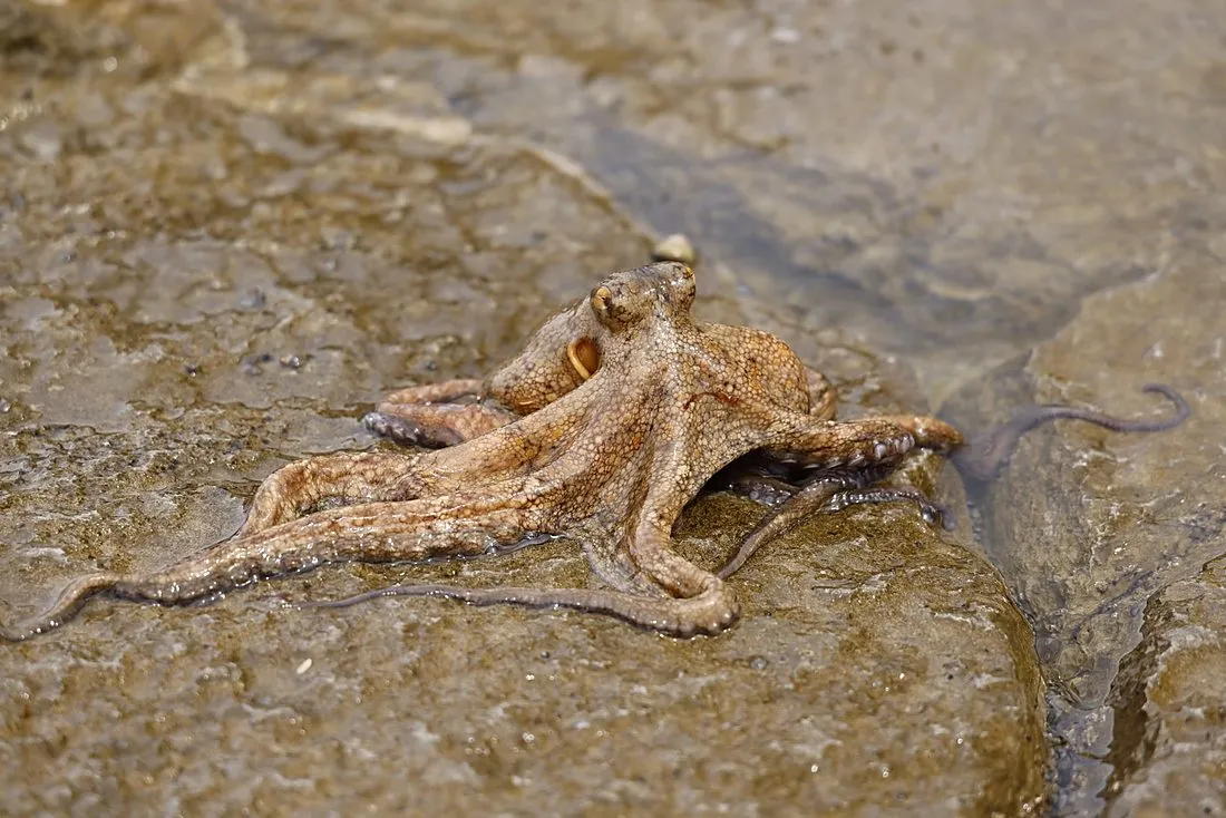 a wild octopus