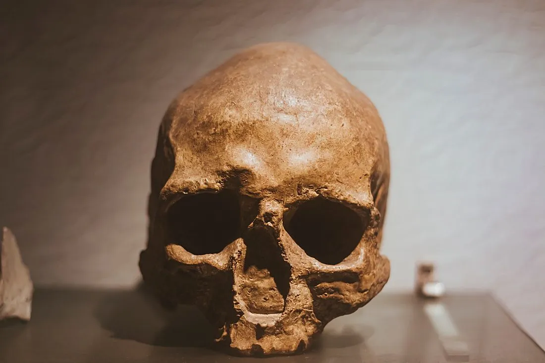a paleoanthropologist examining ancient human skull fossils in a lab